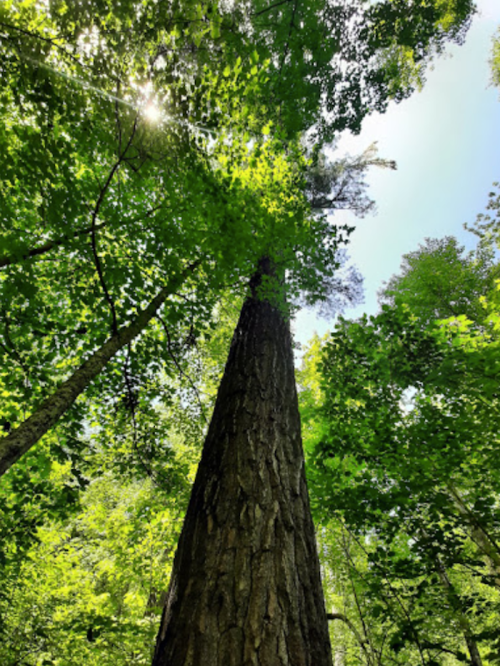 A tall tree reaches upward, surrounded by lush green leaves and sunlight filtering through the canopy.