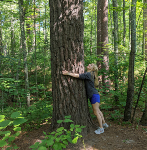 A woman in a gray sweater and blue shorts hugs a large tree in a lush green forest.