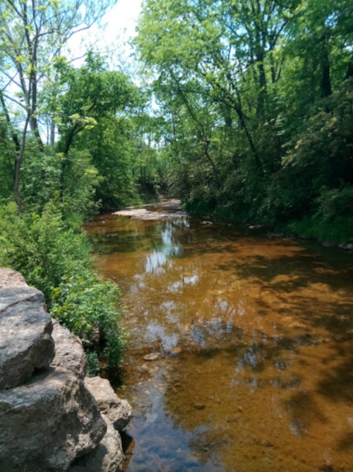 A serene creek surrounded by lush greenery and trees, with clear water reflecting the sunlight.