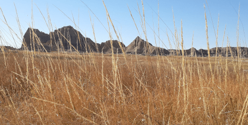 A landscape of tall, golden grass in the foreground with rugged mountains in the background under a clear blue sky.