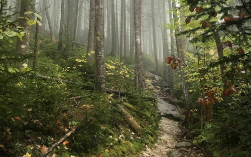 A misty forest scene with tall trees, lush greenery, and a rocky path winding through the underbrush.