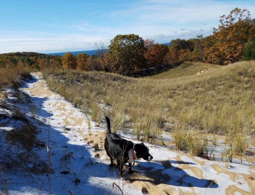 A black and white dog walks along a sandy path in a grassy area with autumn trees and a clear blue sky.