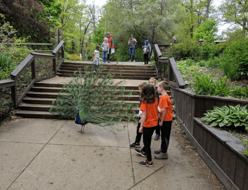 A peacock displays its feathers near a group of children in orange shirts at a park with greenery and visitors.