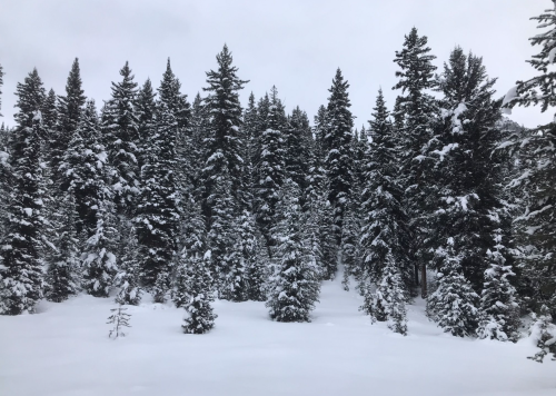 A snowy landscape featuring a dense forest of evergreen trees under a cloudy sky.