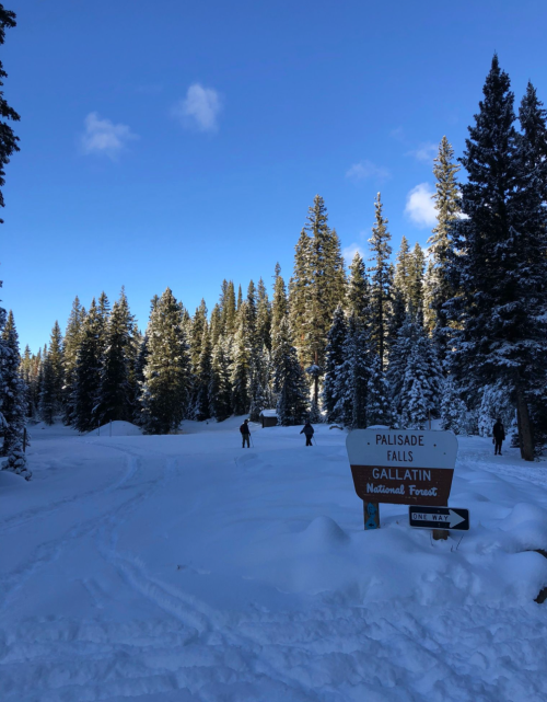 Snow-covered landscape with tall pine trees and a sign for Palisade Falls in Gallatin National Forest.