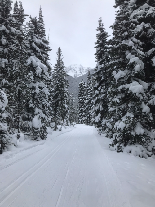 A snowy road lined with tall evergreen trees, leading towards distant mountains under a cloudy sky.