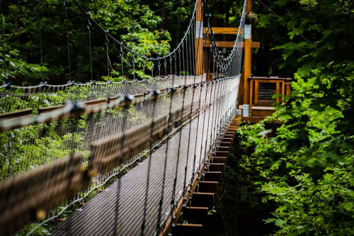A wooden suspension bridge stretches over a lush green forest, surrounded by trees and foliage.
