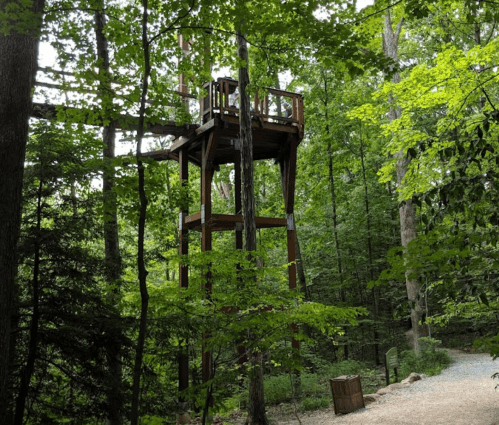 A wooden observation tower surrounded by lush green trees in a forested area, with a gravel path nearby.
