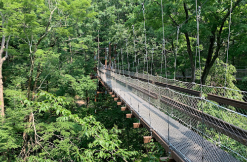 A suspended bridge surrounded by lush green trees, connecting two sides of a forested area.