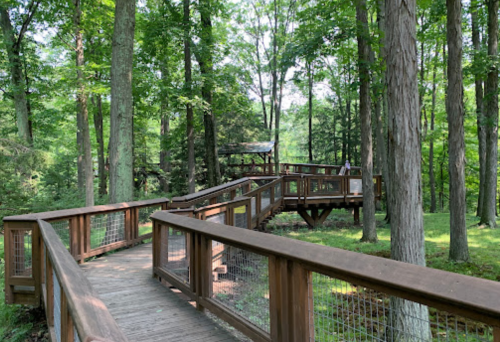 A wooden boardwalk winding through a lush green forest with tall trees and a viewing platform in the background.