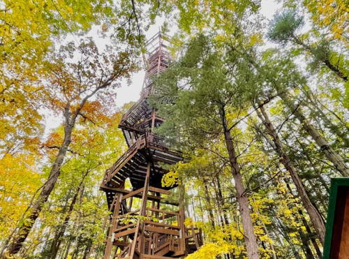 A tall wooden observation tower surrounded by vibrant autumn trees in a forest.