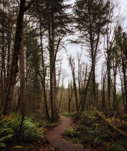 A winding path through a dense forest with tall trees and ferns, under a cloudy sky.