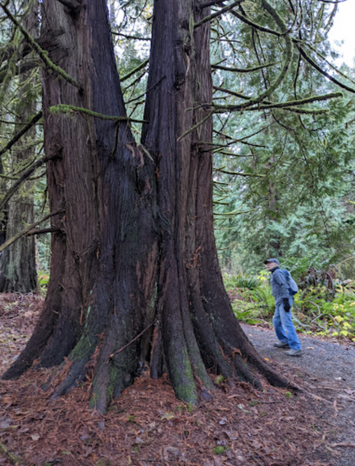 A person walks along a path beside a large, ancient tree in a lush forest.