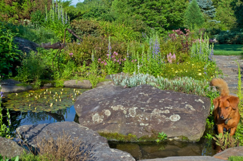 A golden dog stands near a pond surrounded by lush greenery and colorful flowers in a serene garden setting.