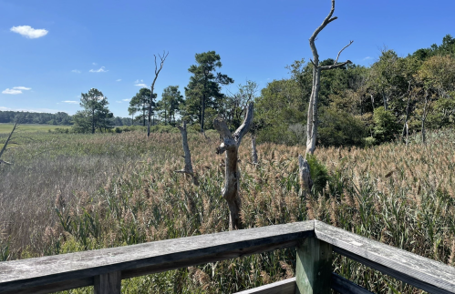 A scenic view from a wooden deck overlooking a marsh with tall grasses and sparse trees under a clear blue sky.