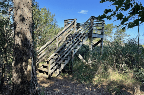 A wooden observation deck surrounded by trees and tall grass under a clear blue sky.