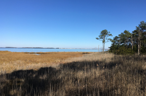 A serene landscape featuring tall grasses and trees by a calm body of water under a clear blue sky.