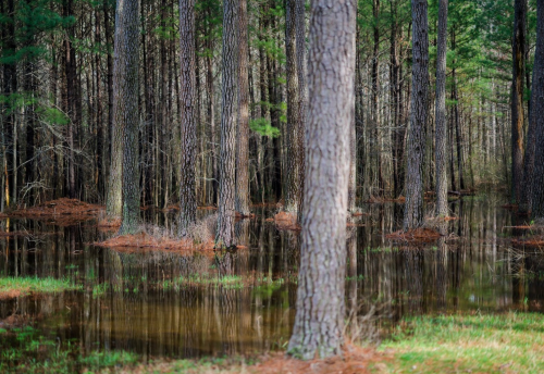 A serene forest scene with tall trees reflected in calm, flooded water, surrounded by lush greenery.