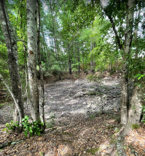 A serene forest scene with trees framing a cleared area covered in leaves and sunlight filtering through the foliage.