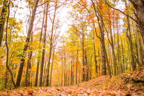 A serene forest path lined with tall trees, showcasing vibrant autumn leaves in shades of orange and yellow.