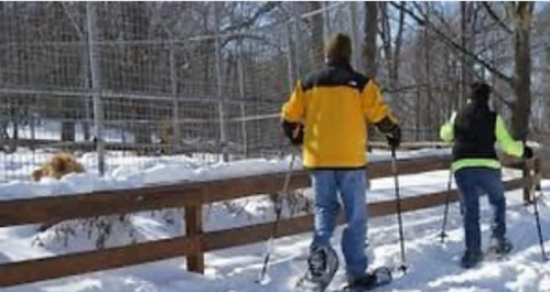 Two people snowshoeing in a snowy landscape near a wooden fence, with trees in the background.