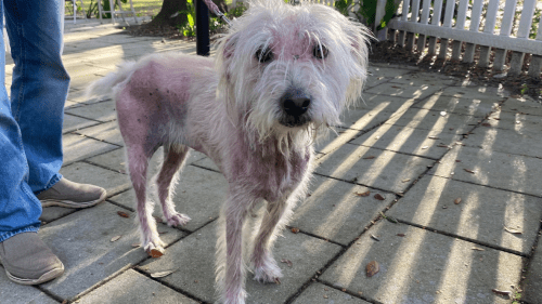 A scruffy, light-colored dog stands on a paved surface, with a person’s legs visible nearby. Sunlight casts shadows.