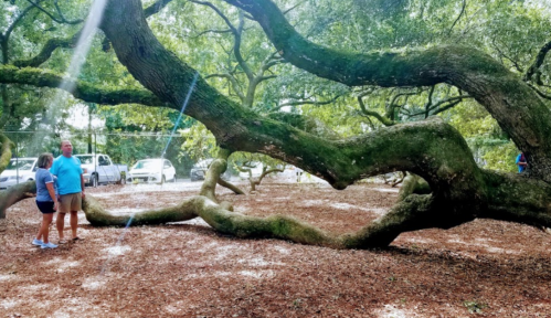 Two people stand near a large, twisted tree with sprawling branches in a park setting. Sunlight filters through the leaves.