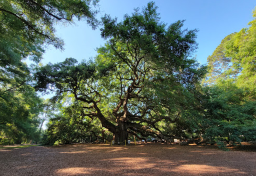 A large, sprawling tree with thick branches and lush green leaves, surrounded by a gravel path and other greenery.