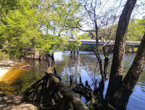 A serene river scene with lush greenery, a wooden bridge in the background, and tree roots along the water's edge.