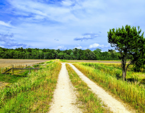 A dirt path winds through a grassy field, bordered by trees under a bright blue sky with scattered clouds.