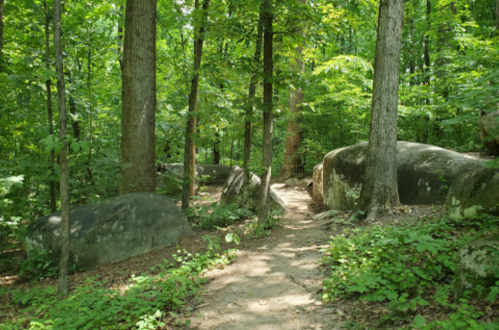 A wooded path surrounded by large rocks and lush green foliage in a serene forest setting.