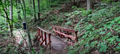 A wooden bridge crosses a small path in a lush, green forest with trees and foliage surrounding it.