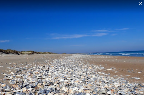 A sandy beach scattered with seashells under a clear blue sky and gentle waves in the background.