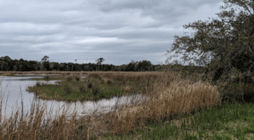 A serene wetland scene with tall grasses, calm water, and overcast skies in the background.