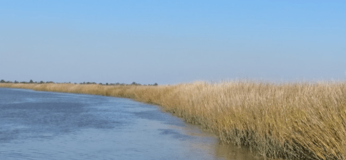 A serene waterway bordered by tall, golden grasses under a clear blue sky.