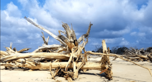 Driftwood scattered on a sandy beach under a cloudy sky, creating a natural, rugged landscape.
