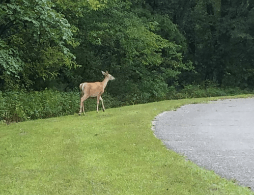 A deer walks along a grassy area near a winding road, surrounded by lush green trees.