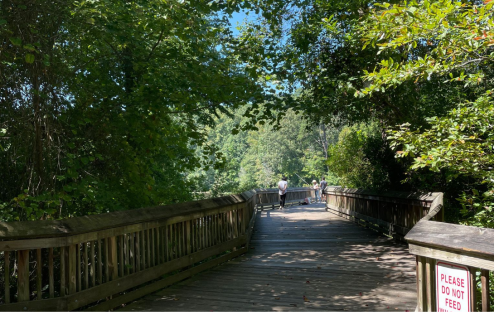 A wooden boardwalk surrounded by lush greenery, leading into a sunny, peaceful nature area.