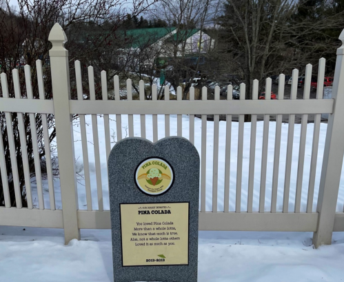 A gravestone-style memorial for Piña Colada, with a heartfelt message, surrounded by snow and a white picket fence.