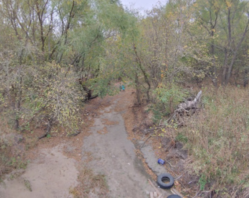 A narrow, overgrown path through trees with scattered leaves and debris, leading into a wooded area.