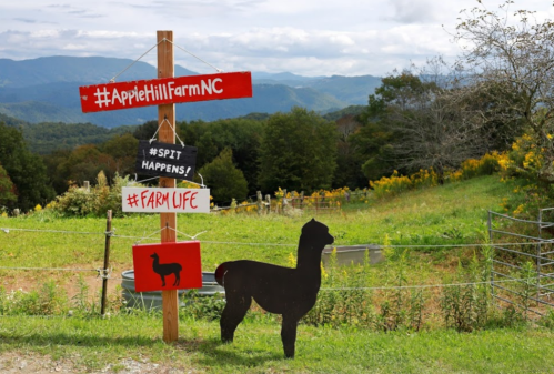 A wooden sign at Apple Hill Farm with playful phrases and a silhouette of a llama, set against a mountain backdrop.