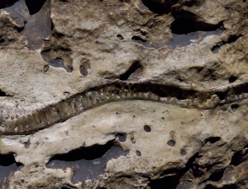 Fossilized remains of a long, slender creature embedded in rocky surface, showcasing detailed texture and patterns.