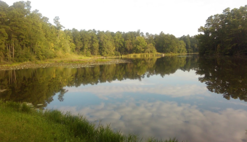 A serene lake surrounded by trees, reflecting the sky and greenery on a calm day.