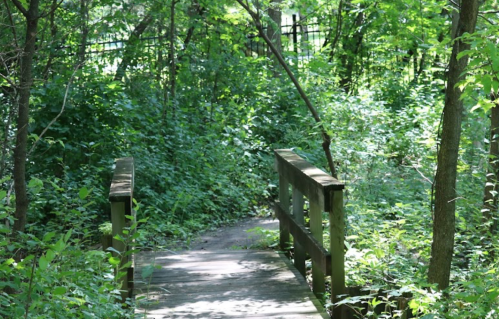 A wooden bridge leads through a lush, green forest path surrounded by dense foliage and trees.