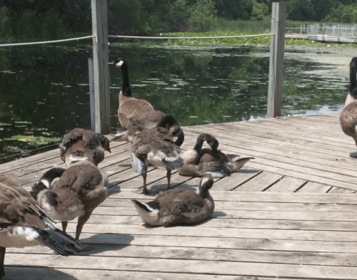 A group of geese resting on a wooden dock by a pond, surrounded by greenery and lily pads.