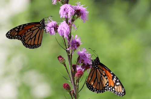 Two monarch butterflies perched on a purple flower, surrounded by a blurred green background.