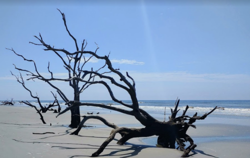 A serene beach scene featuring weathered, twisted trees against a clear blue sky and gentle ocean waves.