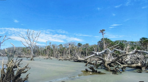 A coastal landscape featuring bare trees and mangroves against a blue sky and calm water.