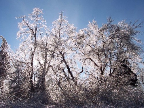 Glittering ice-covered trees against a bright blue sky, creating a sparkling winter landscape.