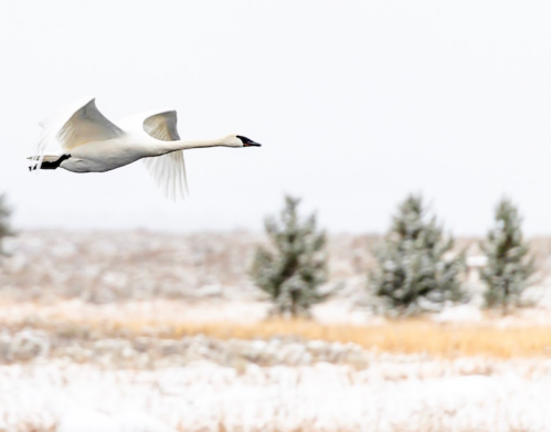 A white swan flying over a snowy landscape with evergreen trees in the background.